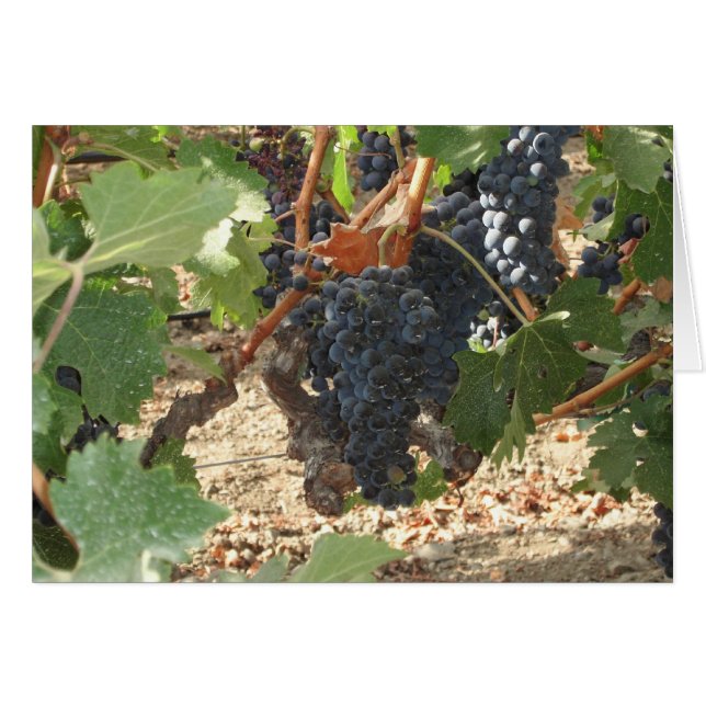 Bunch of Grapes (Front Horizontal)