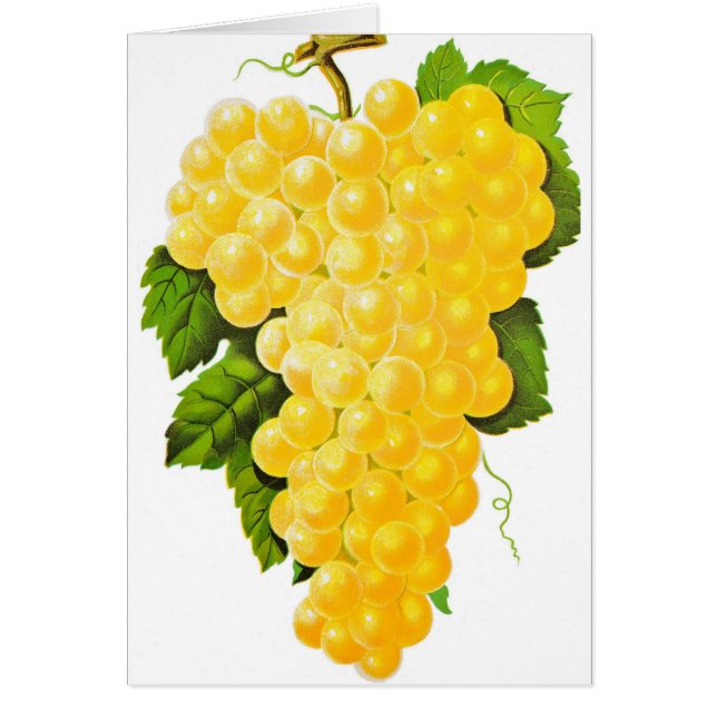 Bunch of Grapes (Front)