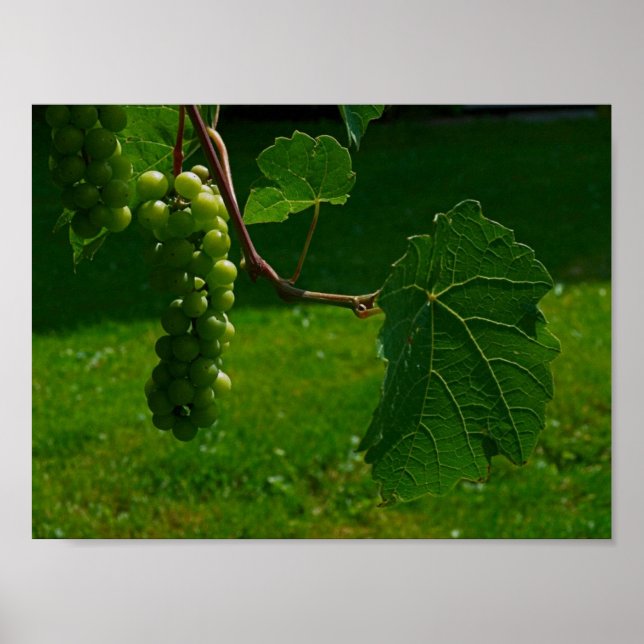 Bunch Of Grapes Canvas Print (Front)