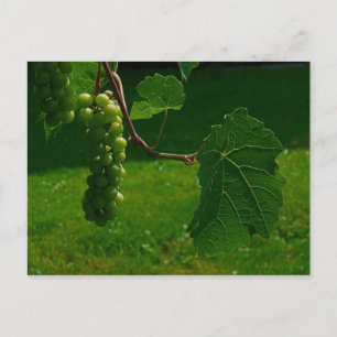 Bunch Of Grapes Postcard