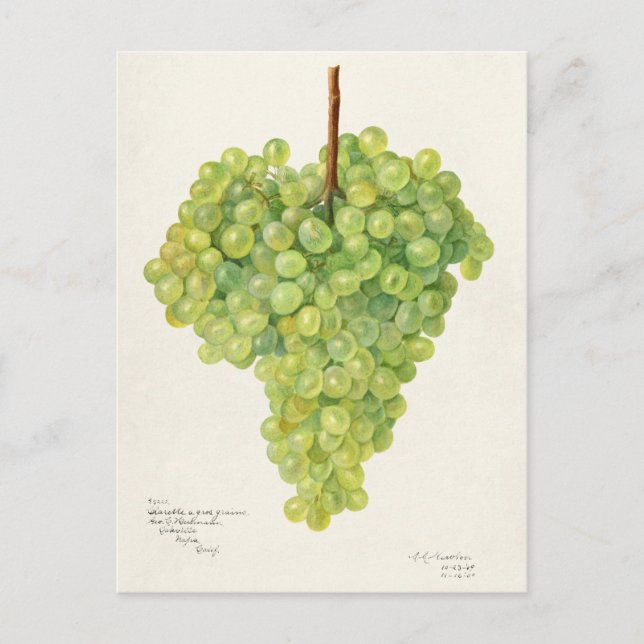 Bunch of Green Grapes Fruit Watercolor Painting Postcard (Front)