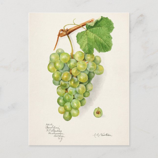 Bunch of Green Grapes Fruit Watercolor Painting Postcard (Front)