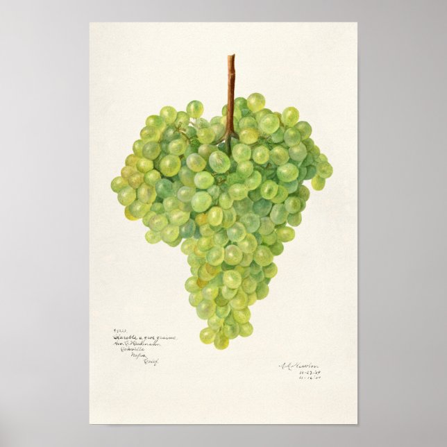 Bunch of Green Grapes Fruit Watercolor Painting Poster (Front)