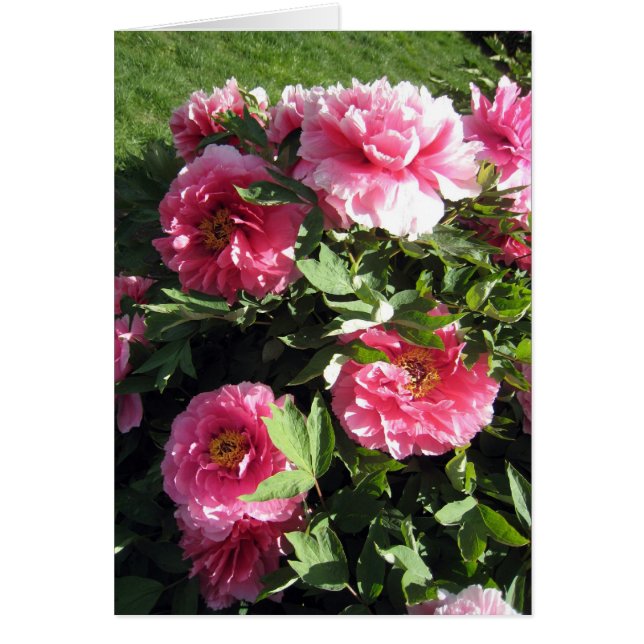 Bunch Of Pink Peonies (Front)