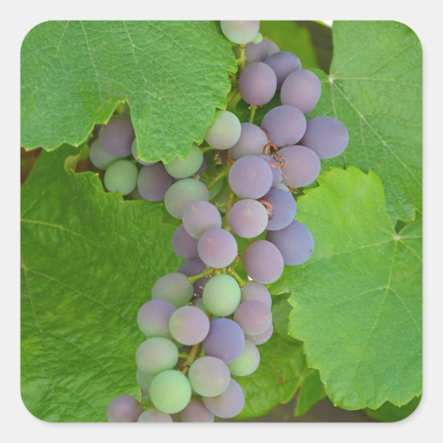 Bunch of purple grapes square sticker (Front)