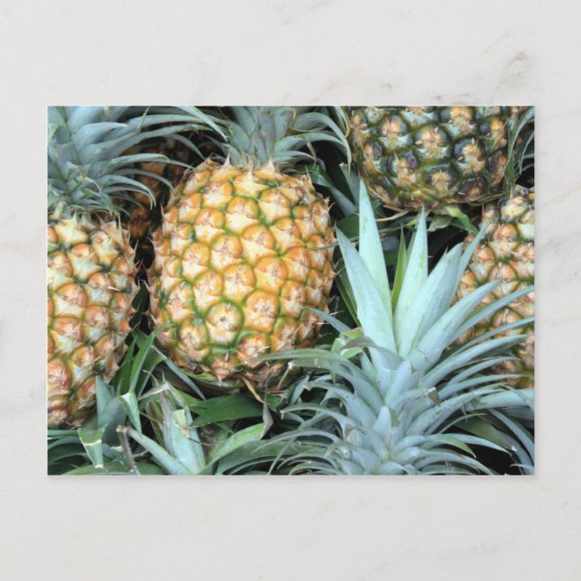 Bunch of Tropical Hawaiian Pineapples Postcard (Front)