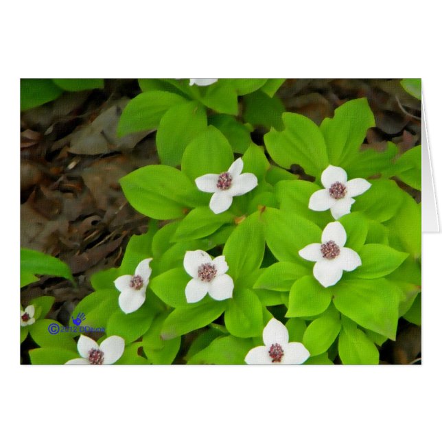 Bunchberry (Front Horizontal)