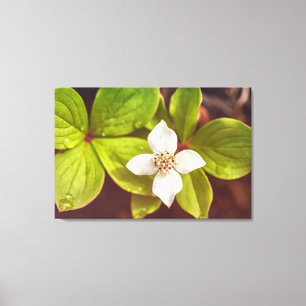 Bunchberry Canvas Print