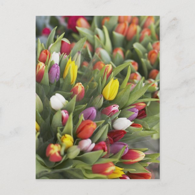 Bunches of colourful tulips postcard (Front)