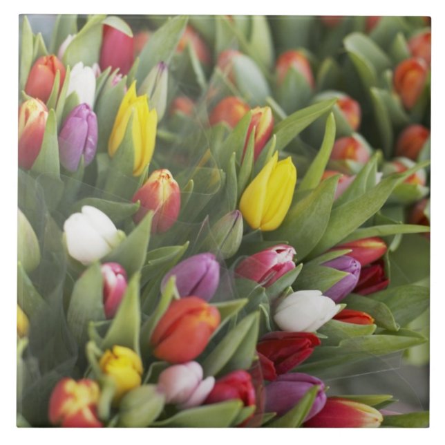 Bunches of colourful tulips tile (Front)