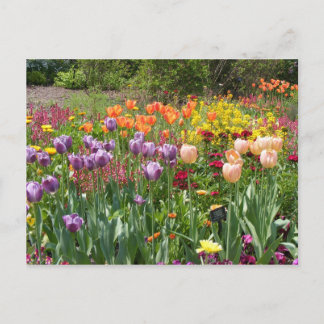 BUNCHES OF TULIPS POSTCARD