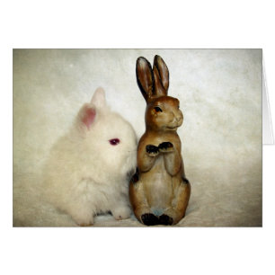 Bunnies