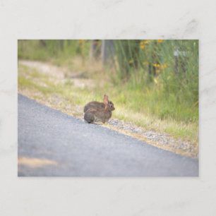 Bunnies Photo Postcard