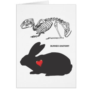 Bunny Anatomy