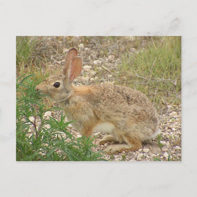Bunny At Supper Postcard (Front)