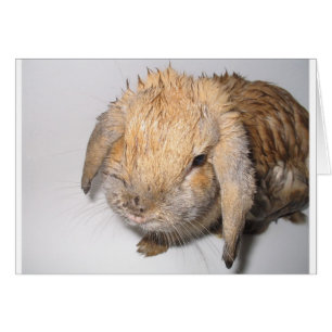 Bunny Bathtime