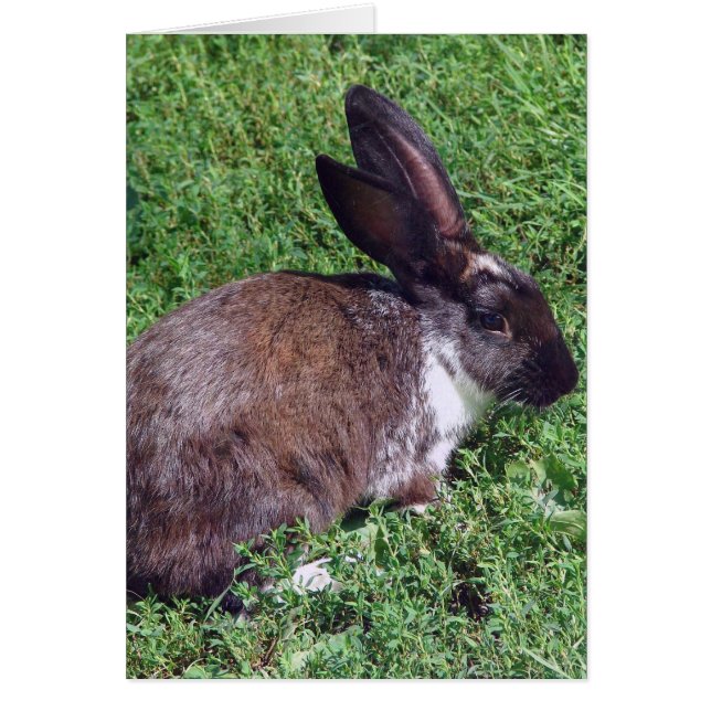 Bunny Blank Inside (Front)