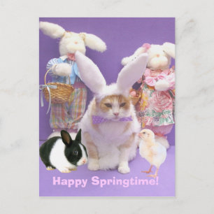 Bunny Bubba 2 Postcard