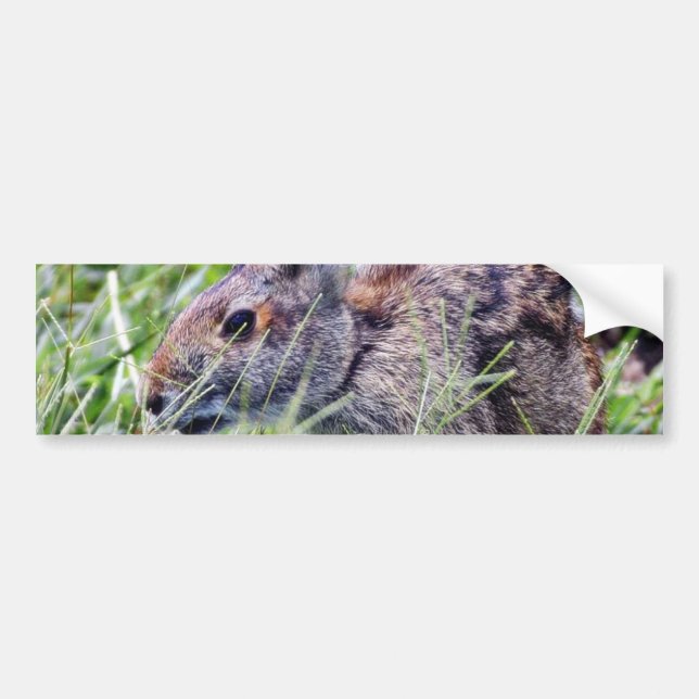 Bunny Bunnies Rabbits Bumper Sticker (Front)