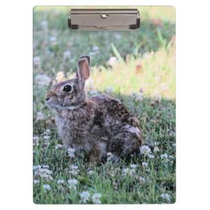 Bunny clipboard
