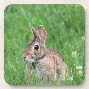 Bunny coaster
