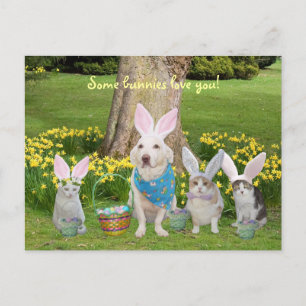 Bunny Dog with Bunny Cats Holiday Postcard