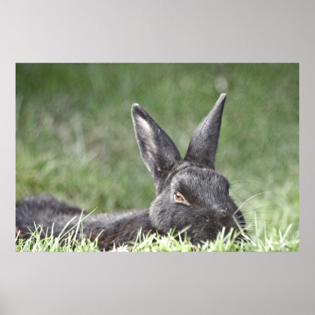 Bunny In The Grass fine art print (Front)