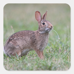 Bunny in the grass square sticker