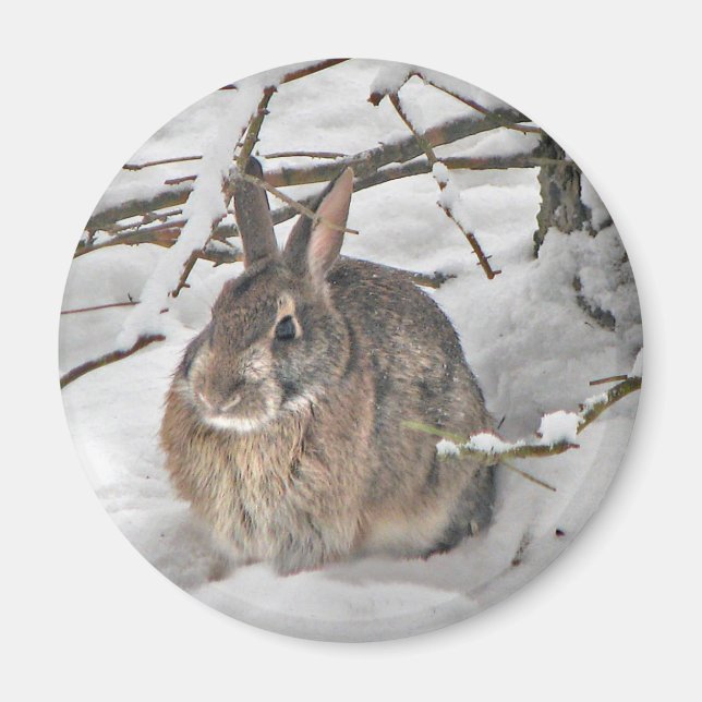 Bunny Magnet (Front)