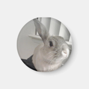 Bunny Magnet