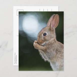 Bunny Nature Photo Postcard