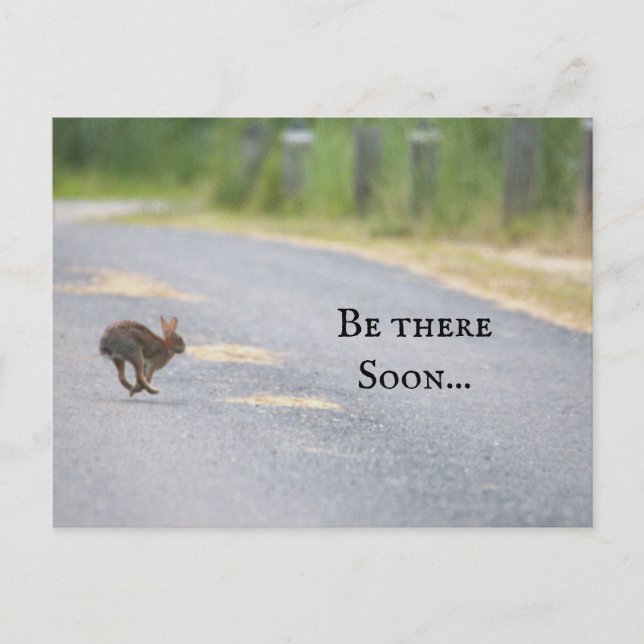 Bunny Photo Postcard (Front)