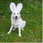 bunny photo sculpture