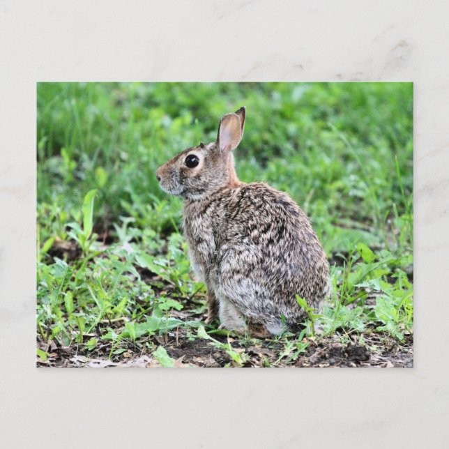  Bunny Postcard (Front)