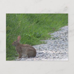 Bunny Postcard