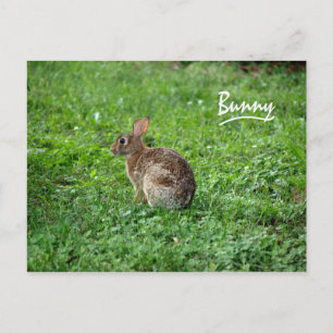 Bunny Postcard