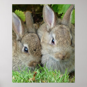 Bunny Poster