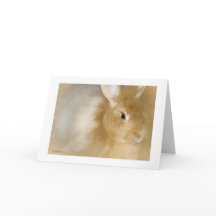 Bunny Rabbit (Caramel)