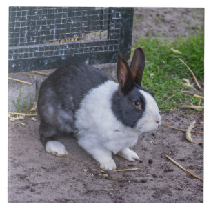 Bunny rabbit ceramic tile