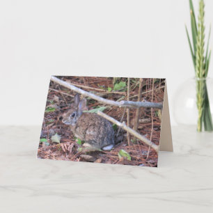Bunny Rabbit Greeting Card