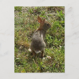 Bunny Rabbit Hare Stuff Postcard