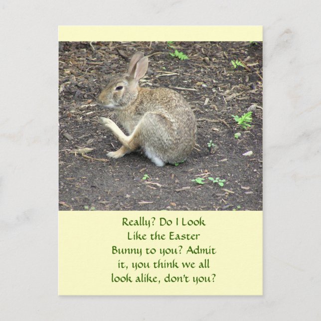 BUNNY RABBIT /HUMOROUS POSTCARD (Front)