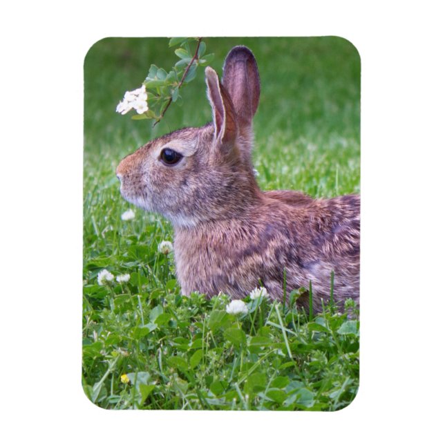 Bunny Rabbit in Grass Animal Photography Magnet (Vertical)