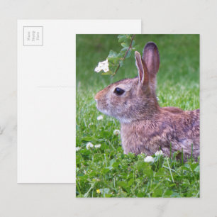 Bunny Rabbit in Grass Spring Animal Photography Postcard