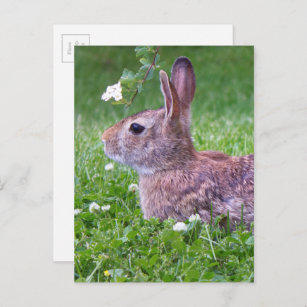 Bunny Rabbit in Grass Spring Animal Photography Postcard