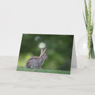 Bunny Rabbit Nature Photo Card