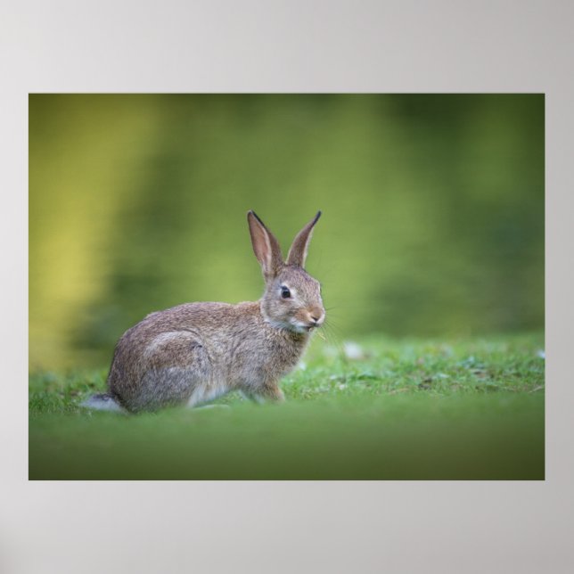 Bunny Rabbit Nature Photo Poster (Front)