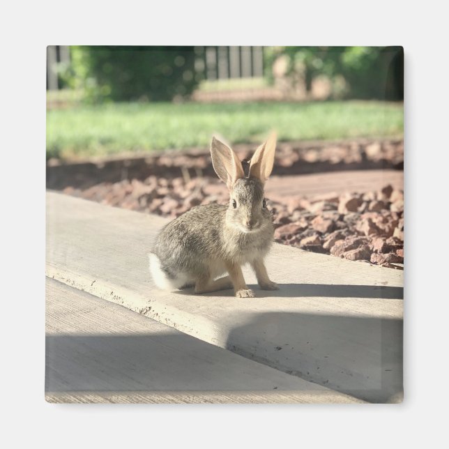 bunny rabbit photo Easter spring Magnet (Front)