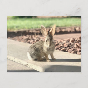 bunny rabbit photo Easter spring Postcard