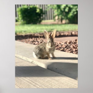 bunny rabbit photo Easter spring Poster